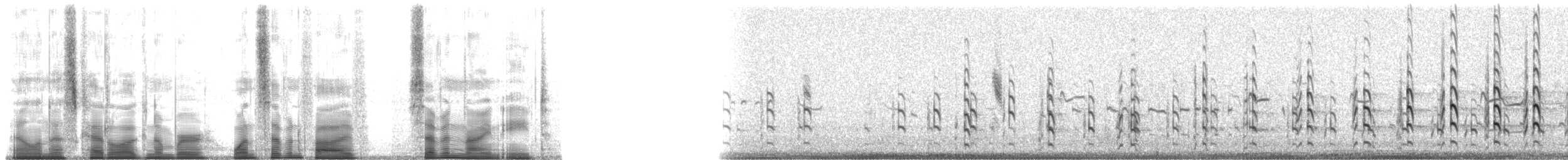 Black-necked Stilt (Black-necked) - ML175798