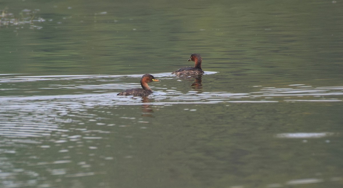 Little Grebe - mathew thekkethala