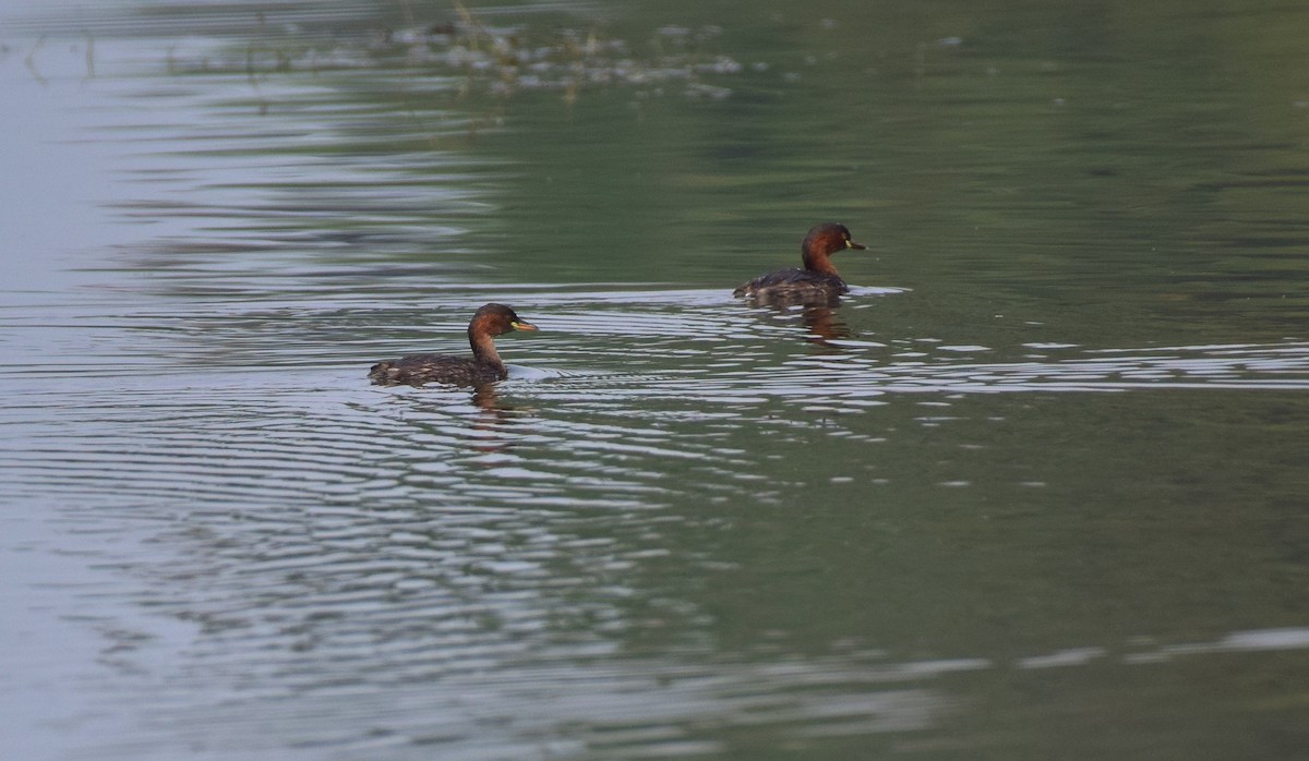 Little Grebe - mathew thekkethala