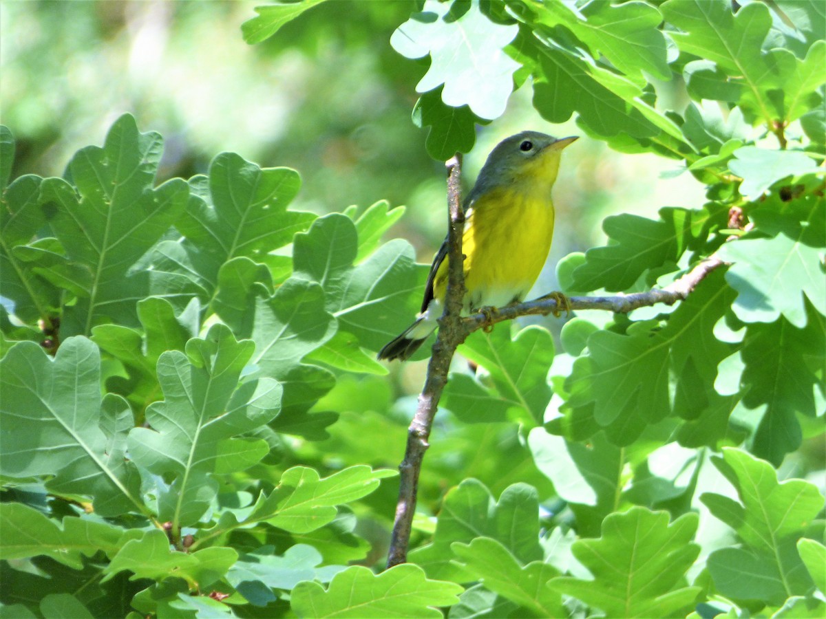 Magnolia Warbler - ML175801511