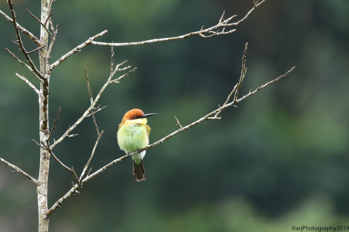 Chestnut-headed Bee-eater - ML175801771