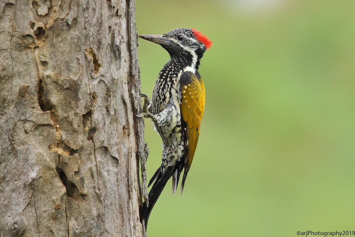 Black-rumped Flameback - ML175801911