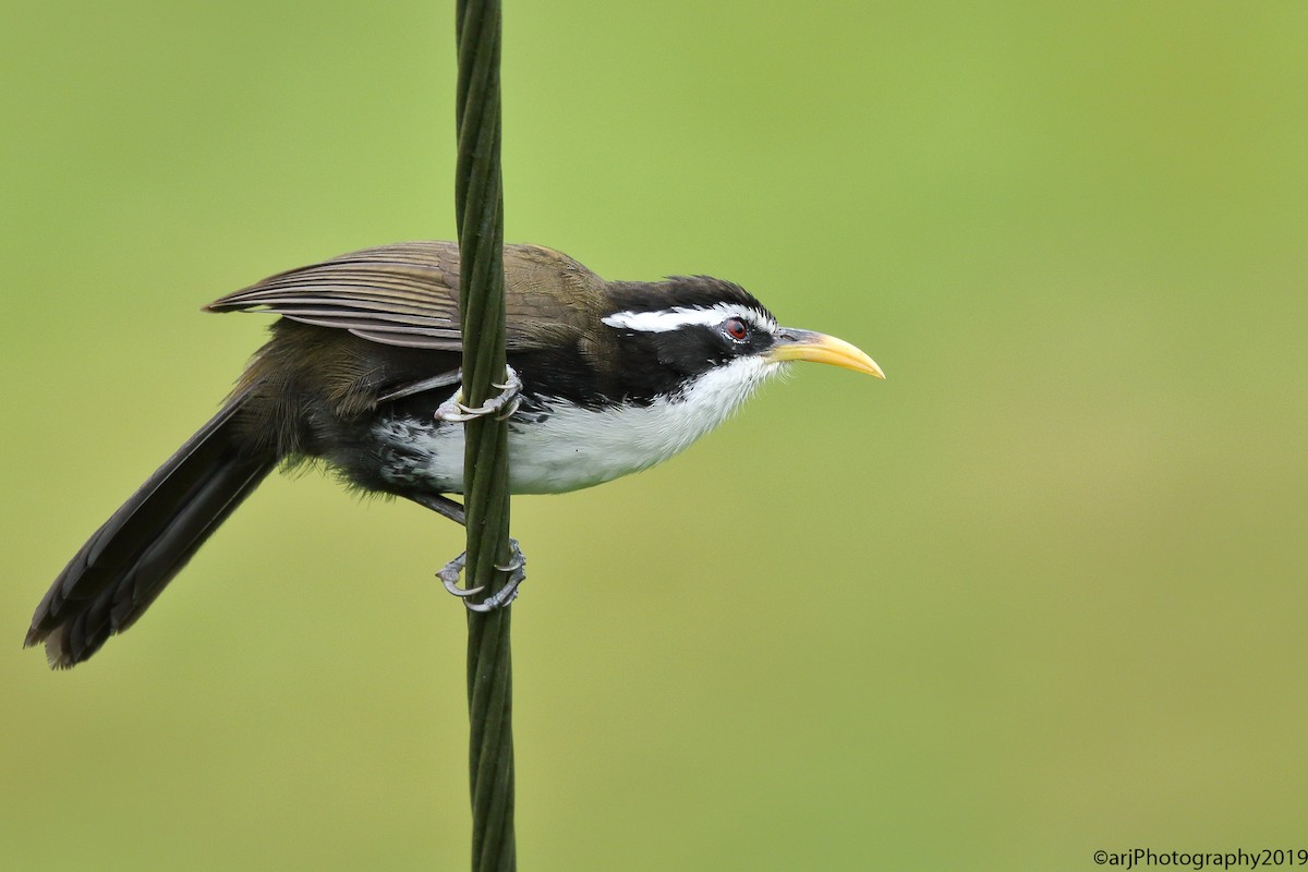 Indian Scimitar-Babbler - ML175802241