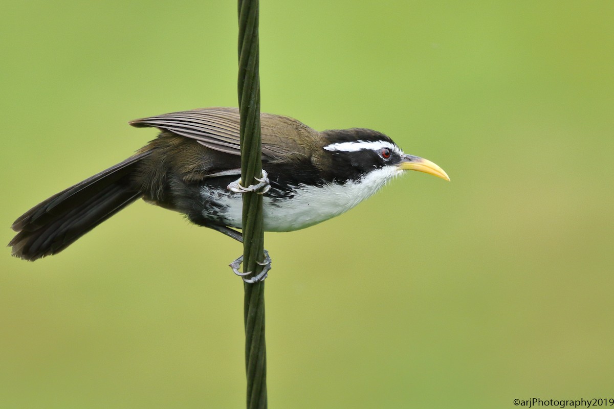 Indian Scimitar-Babbler - ML175802251