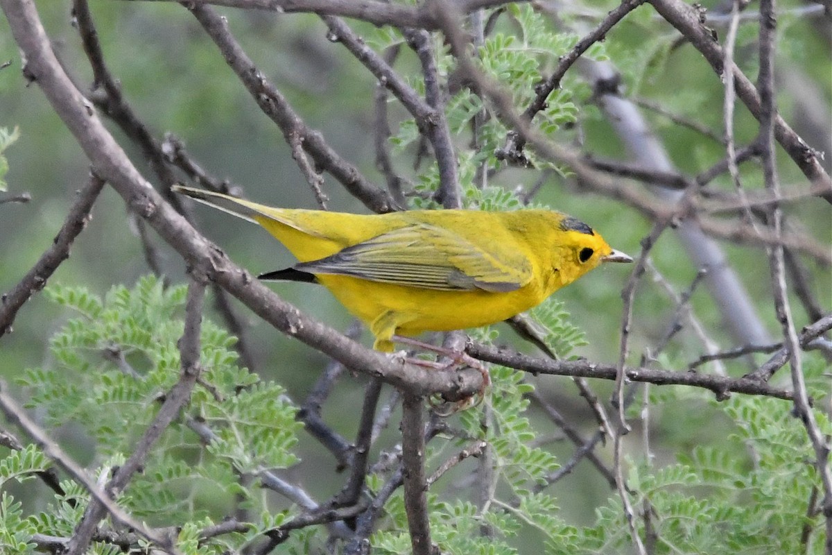 Wilson's Warbler - ML175802481