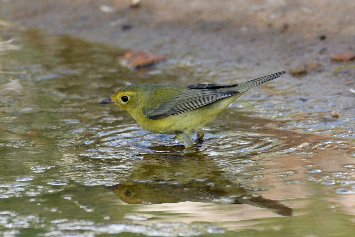 Wilson's Warbler - ML175802491