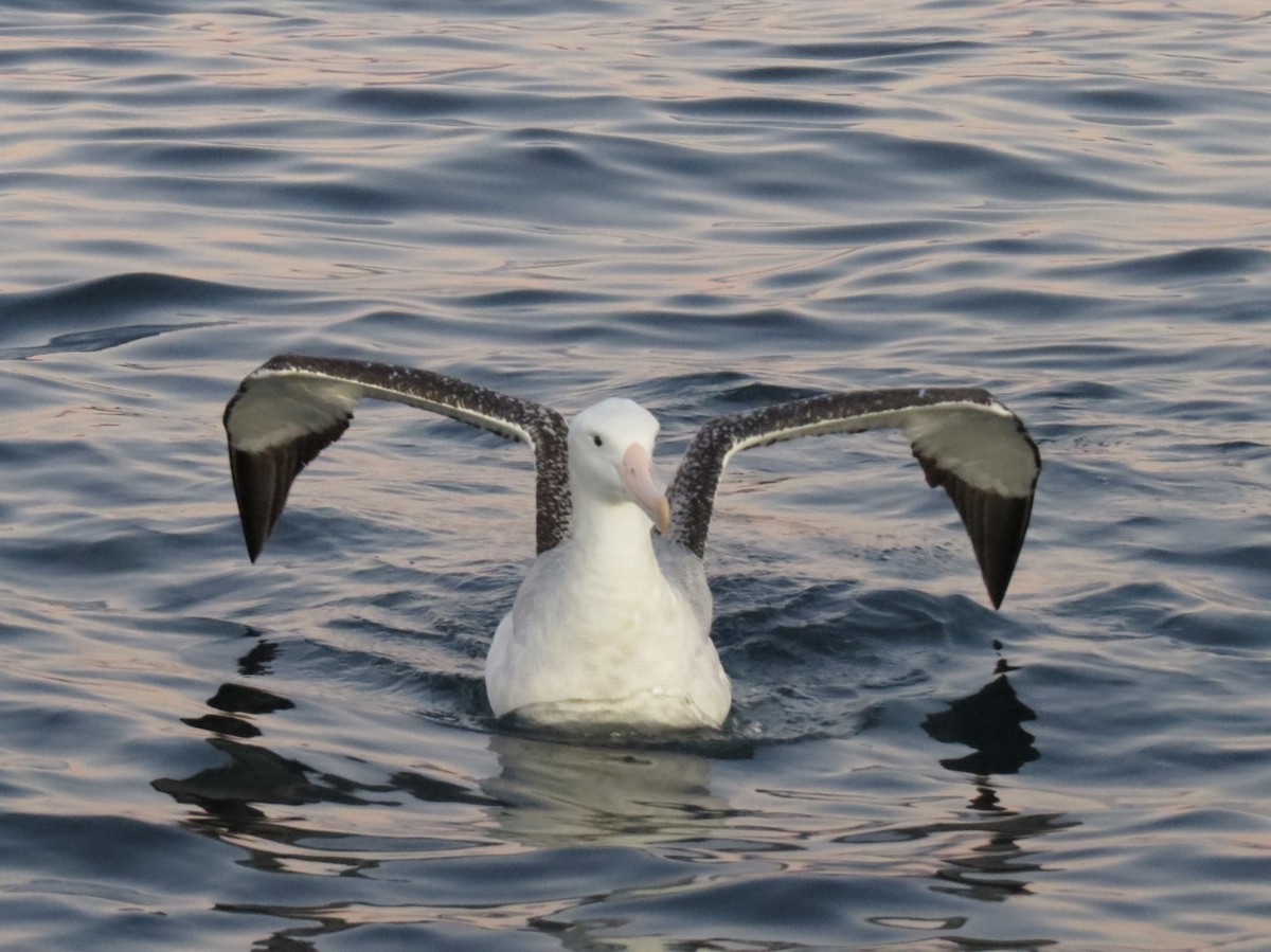 Antipodean Albatross (Gibson's) - ML175803411