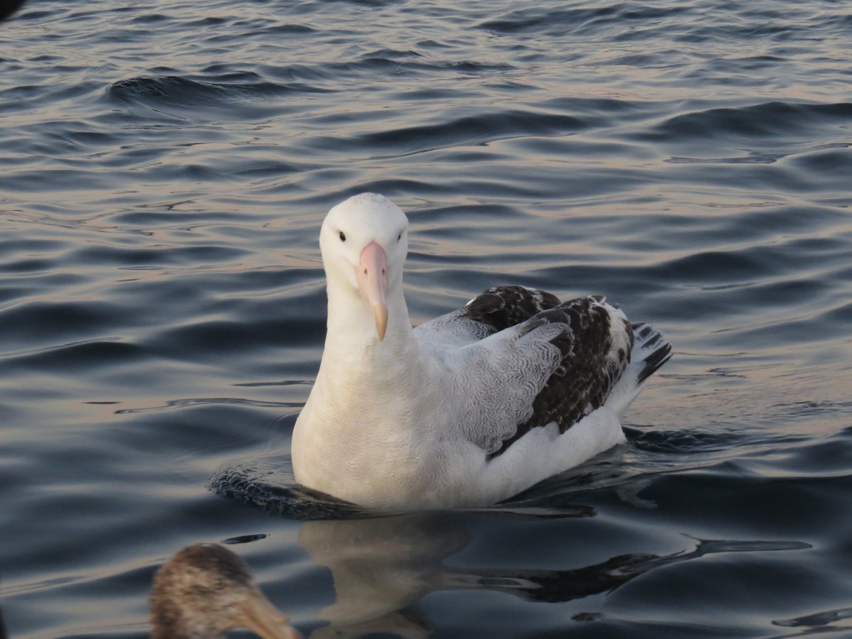 Albatros des Antipodes (gibsoni) - ML175803451