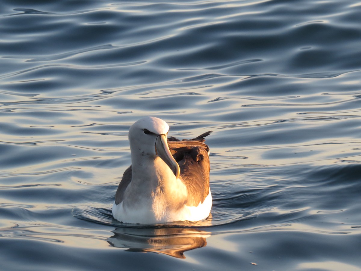 Salvin's Albatross - ML175803491