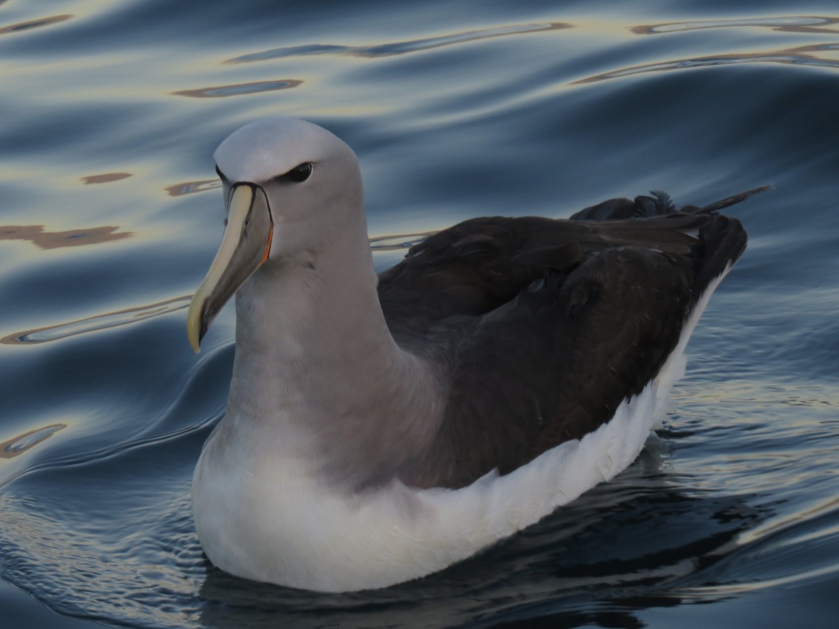 Salvin's Albatross - ML175803511