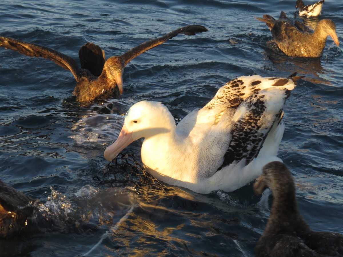 Albatros des Antipodes (gibsoni) - ML175803541