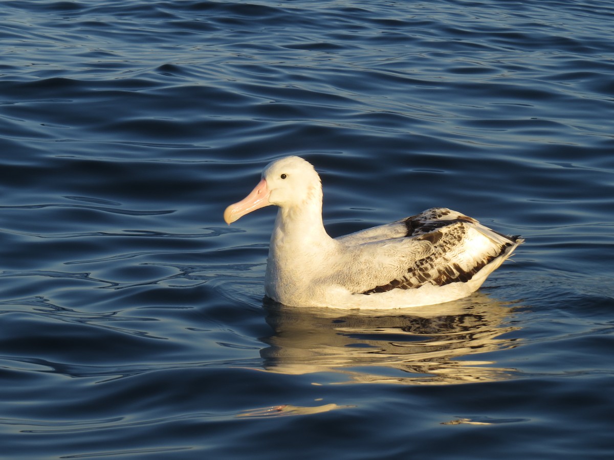 Albatros des Antipodes (gibsoni) - ML175803601