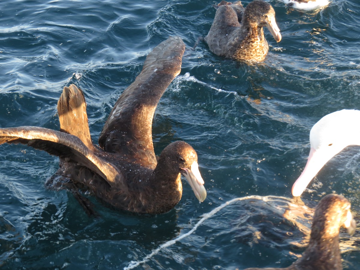 Southern Giant-Petrel - ML175803641