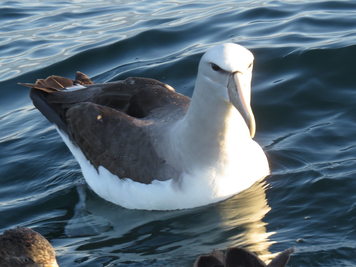 Salvin's Albatross - ML175803661