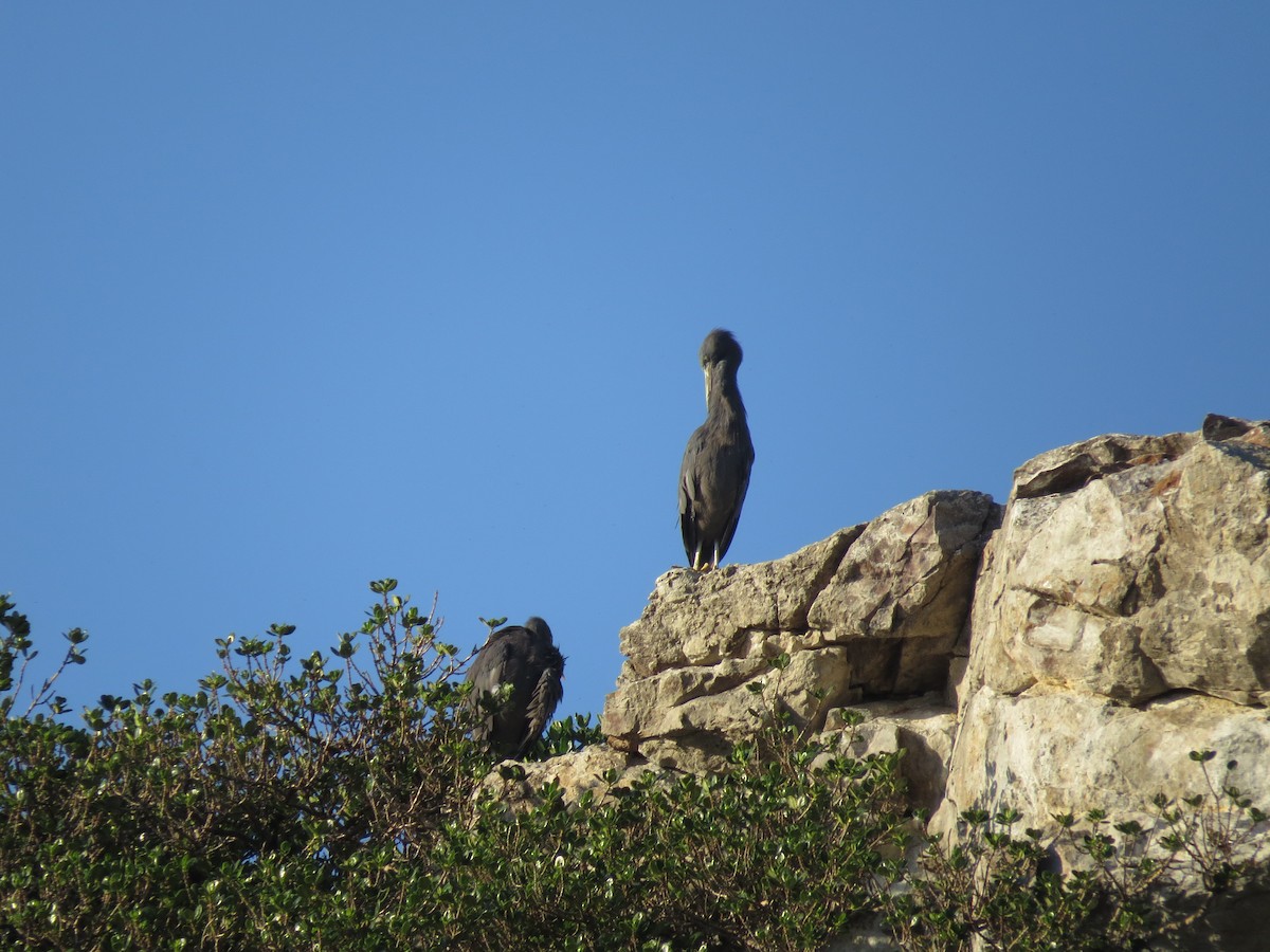 Pacific Reef-Heron - ML175803731