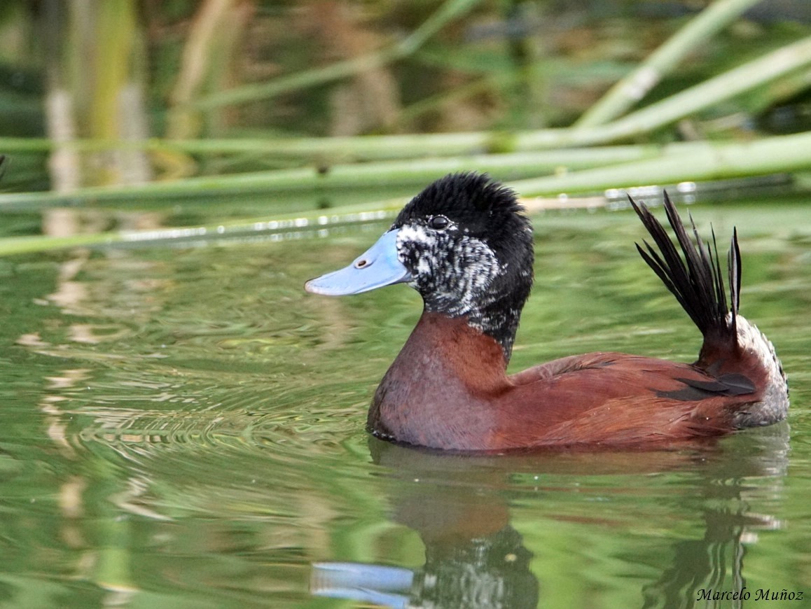 Andean Duck - ML175804221