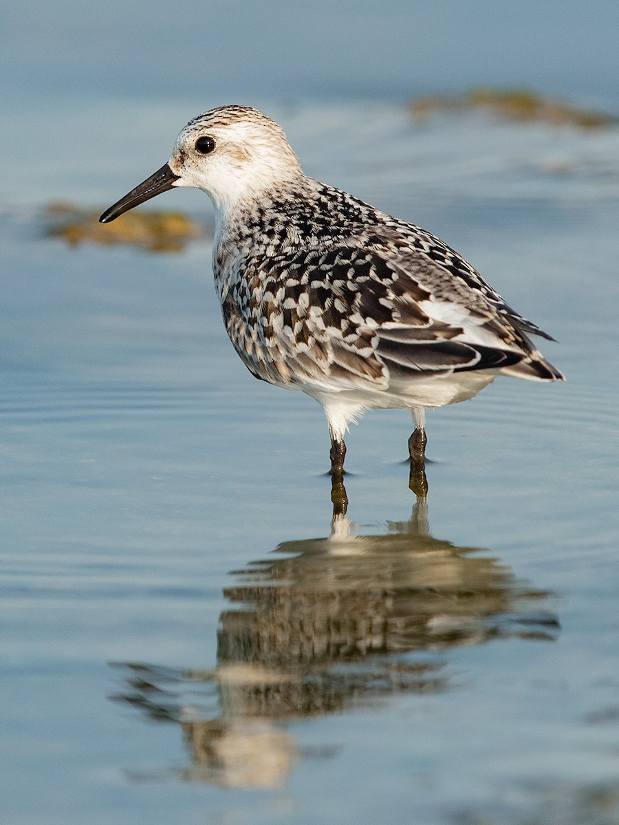 Bécasseau sanderling - ML175804721