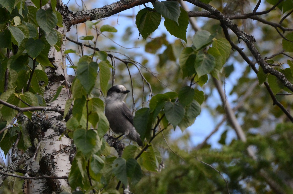 Canada Jay - Serge Wolf