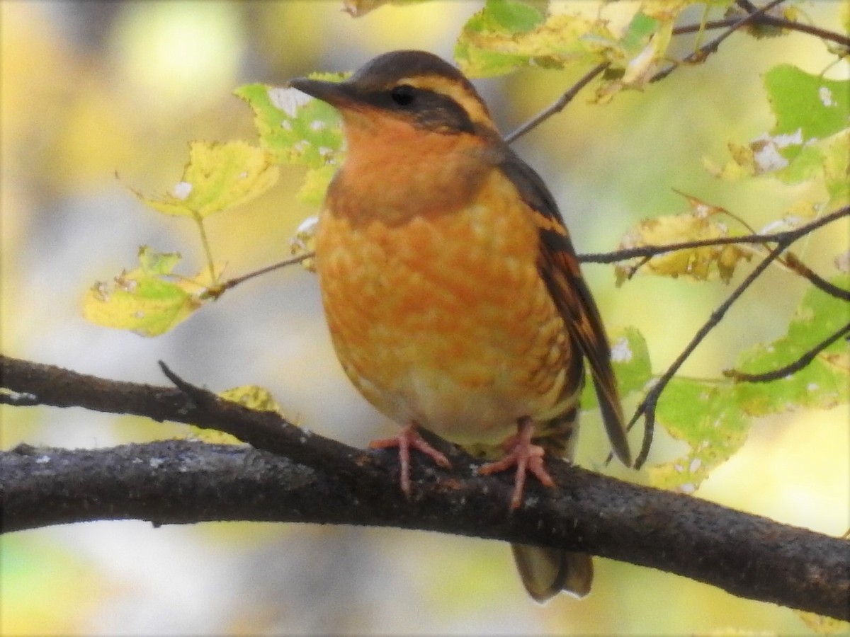 Varied Thrush - ML175805291