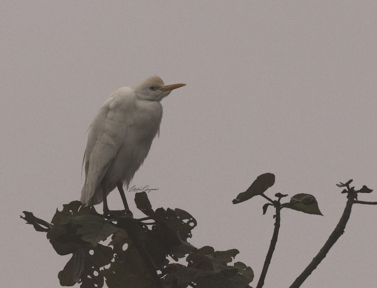 Western Cattle Egret - ML175808261