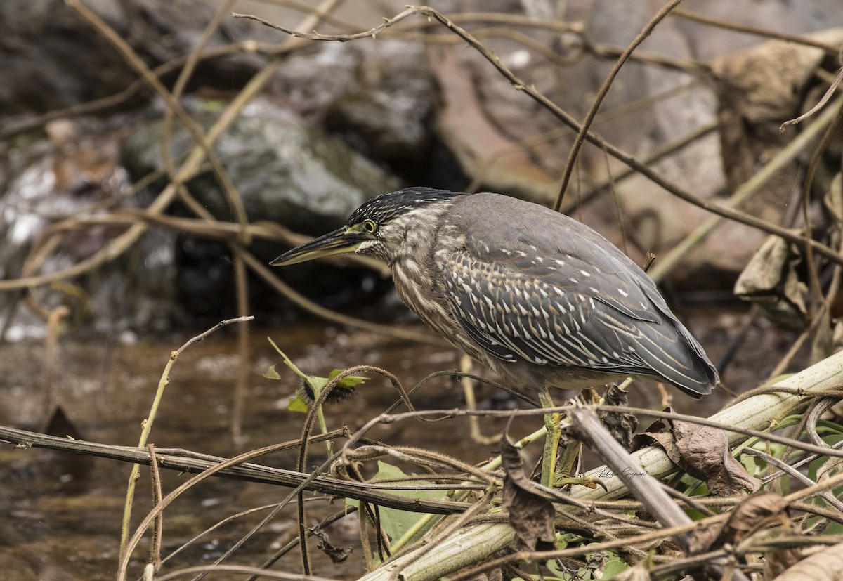 Striated Heron - ML175808391