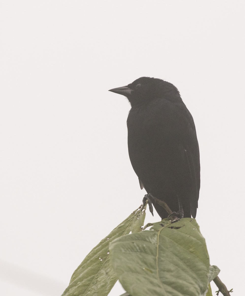 Scrub Blackbird - Libelia Guzmán