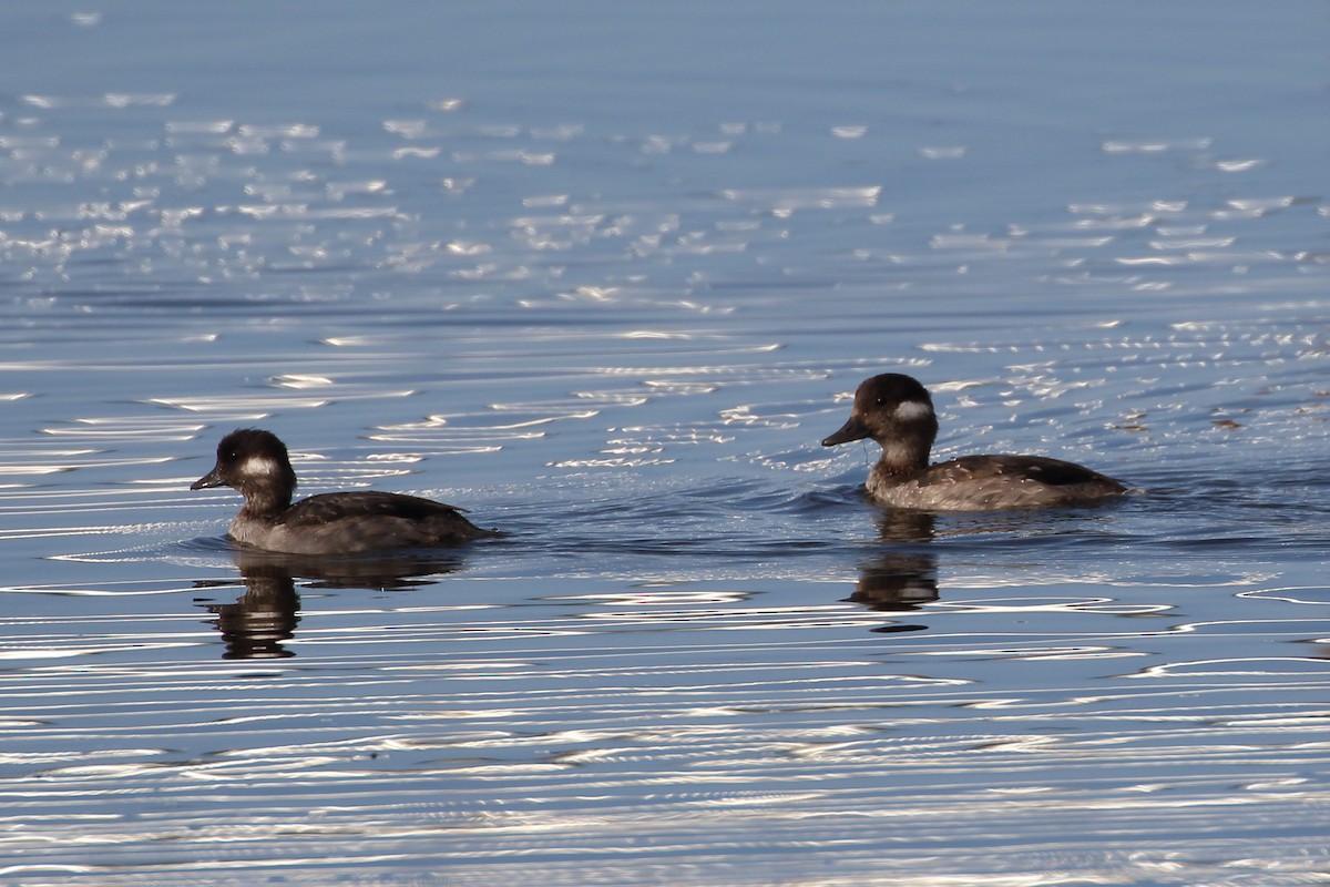 Bufflehead - ML175809071