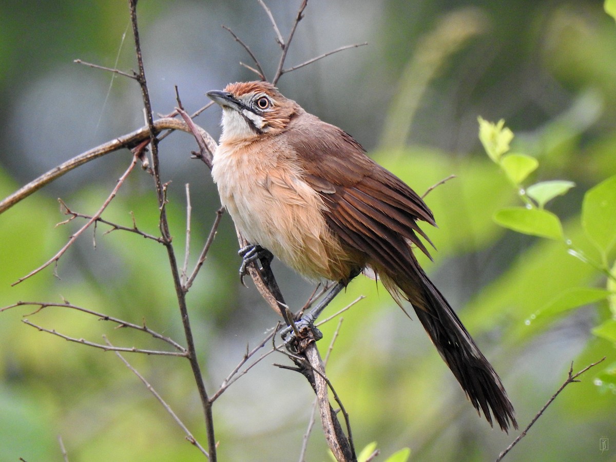 Moustached Grass-Warbler - Joshua Smolders