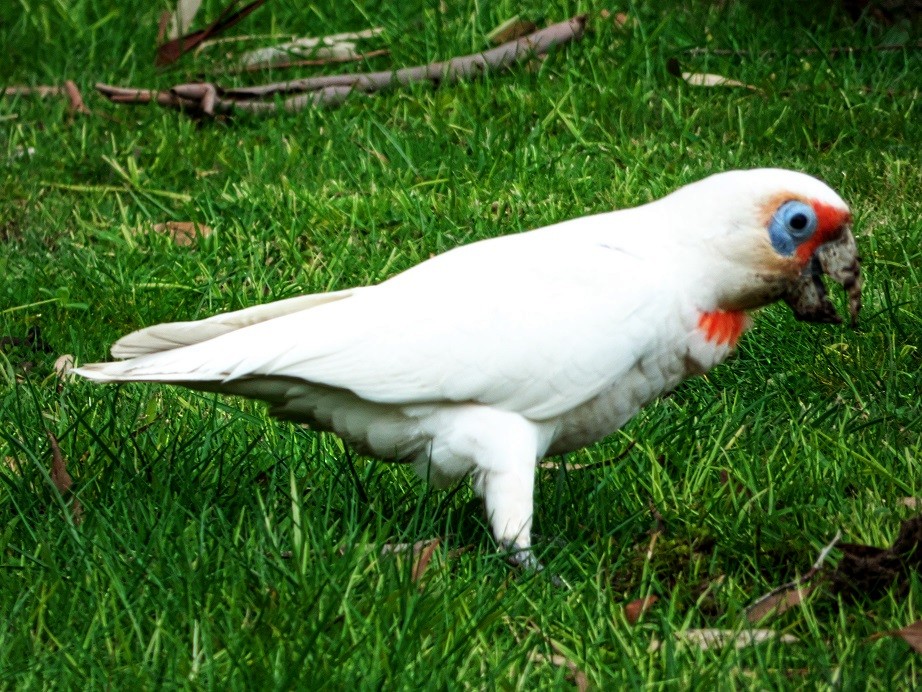 Long-billed Corella - ML175809651