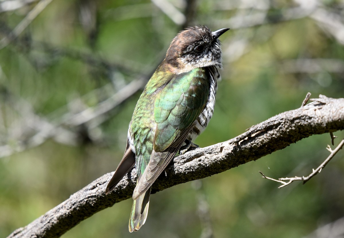 Shining Bronze-Cuckoo - Bruce Wedderburn