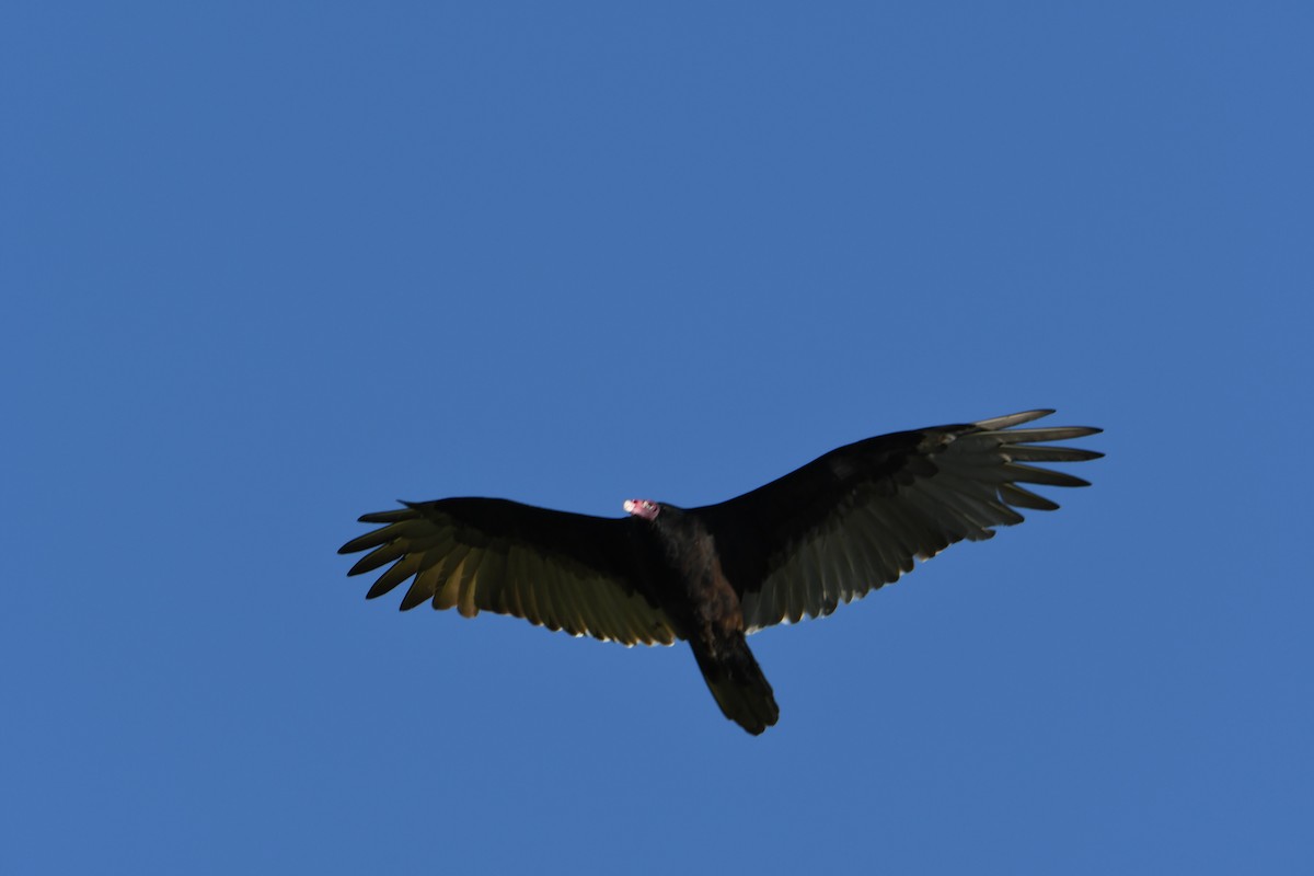 Turkey Vulture - ML175810381