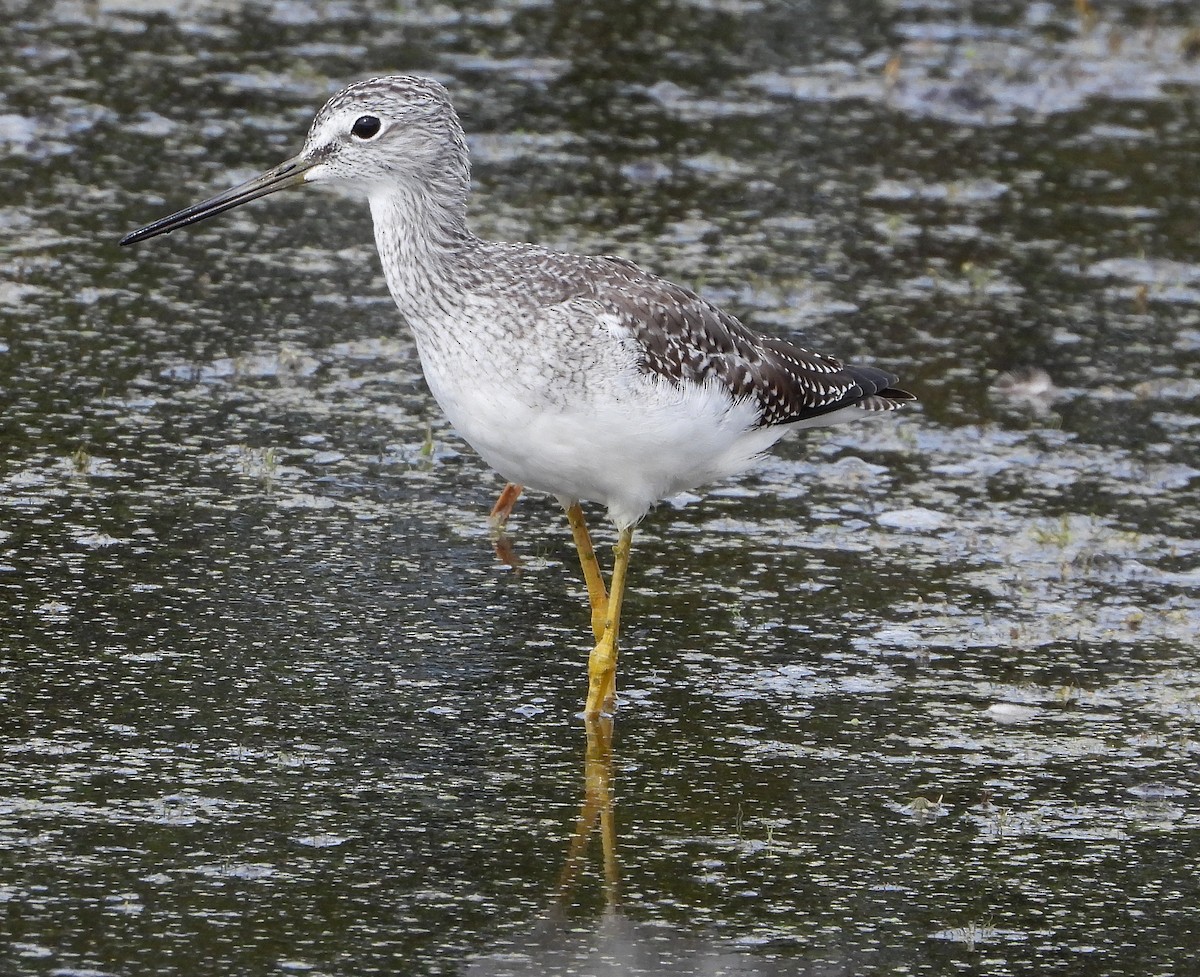 Greater Yellowlegs - Richard Klauke