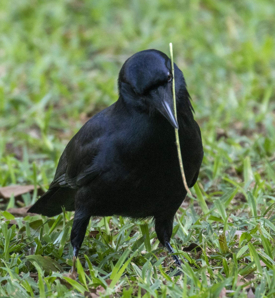 New Caledonian Crow - ML175813041
