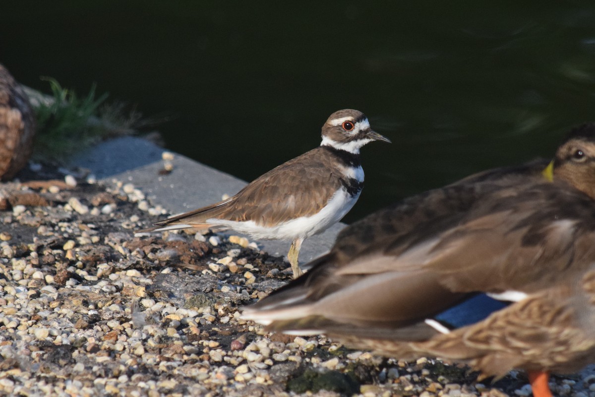 Killdeer - ML175813201