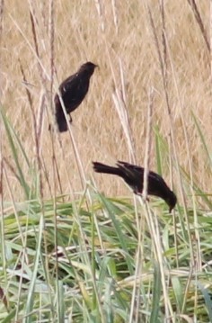 Red-winged Blackbird - ML175814261