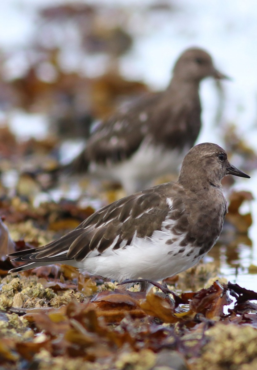 Black Turnstone - ML175814561