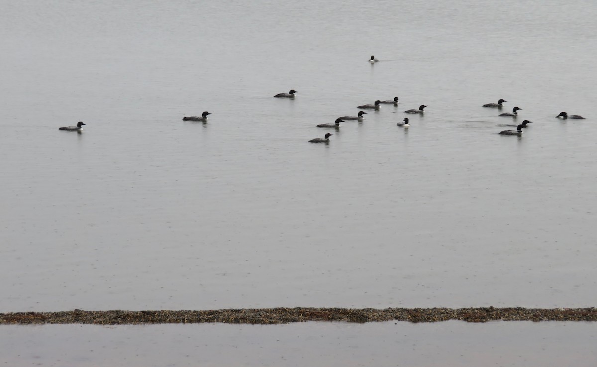 Common Loon - ML175815471