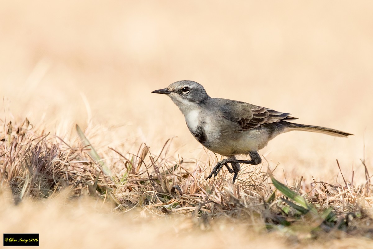 Cape Wagtail - ML175815481