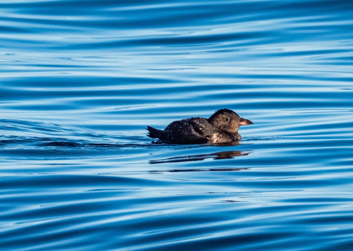 Rhinoceros Auklet - Gordon Hart