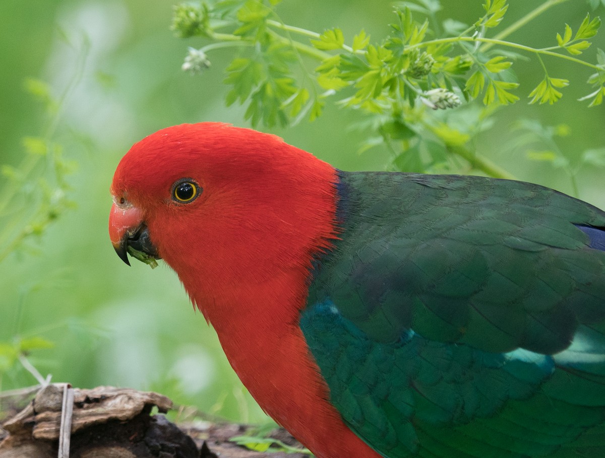 Australian King-Parrot - ML175816071