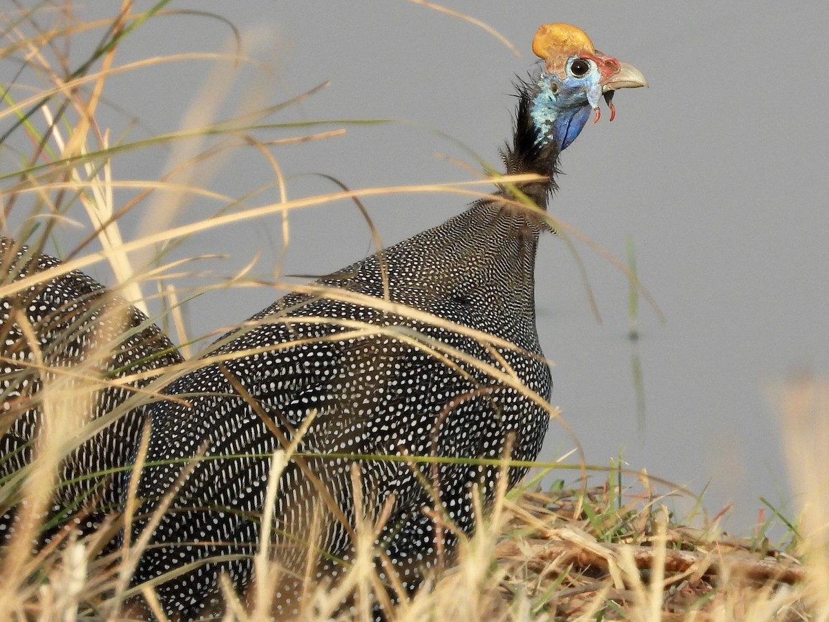 Helmeted Guineafowl - ML175816081