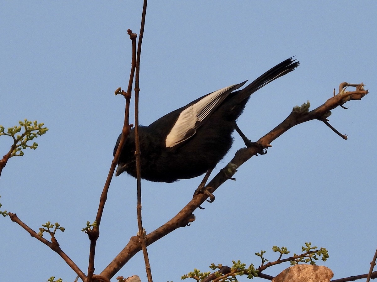 White-winged Black-Tit - GARY DOUGLAS