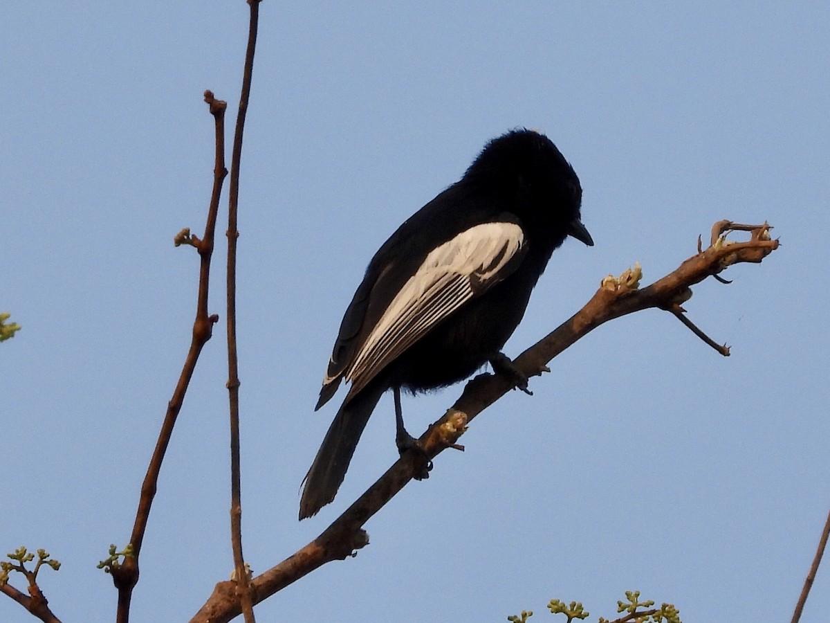 White-winged Black-Tit - GARY DOUGLAS