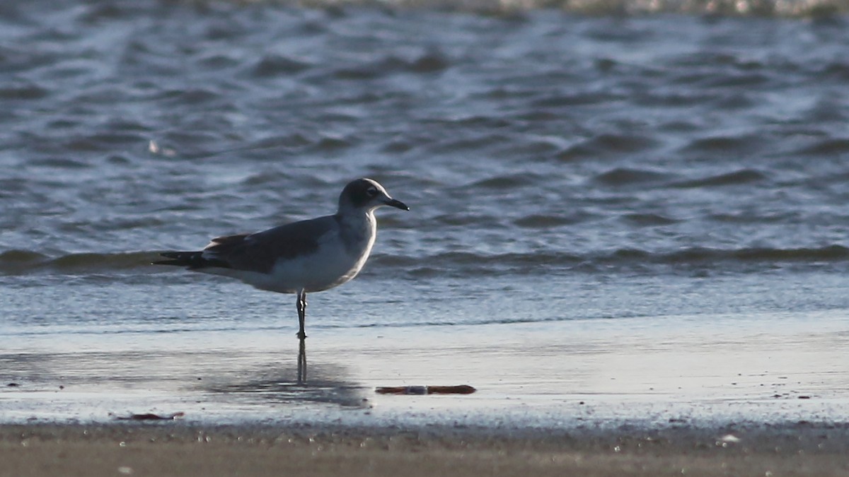 Franklin's Gull - ML175816461