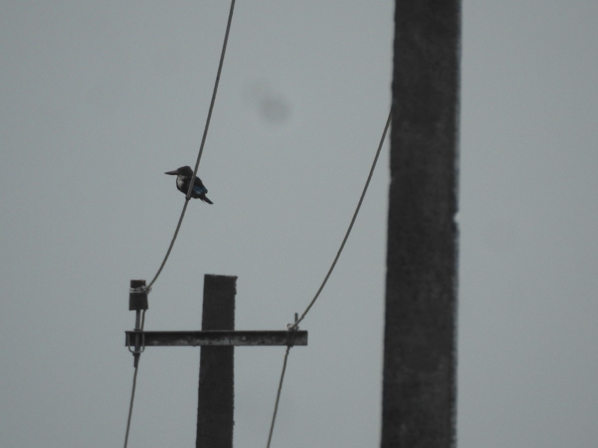 White-throated Kingfisher - ML175817751