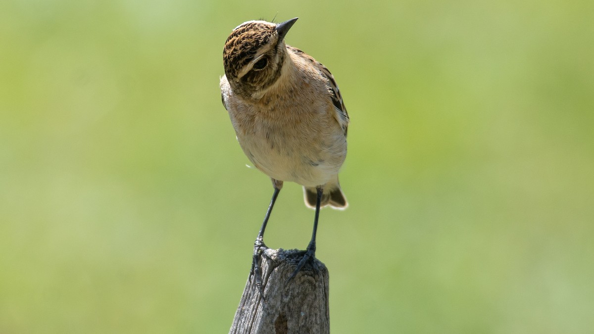 Whinchat - ML175820231