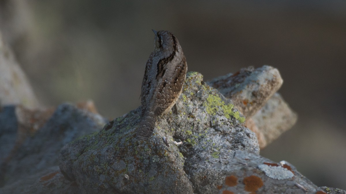 Eurasian Wryneck - ML175820501