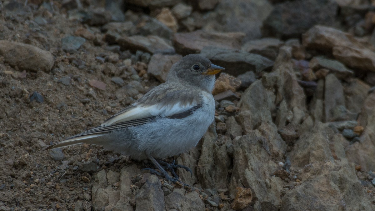 White-winged Snowfinch - ML175820581