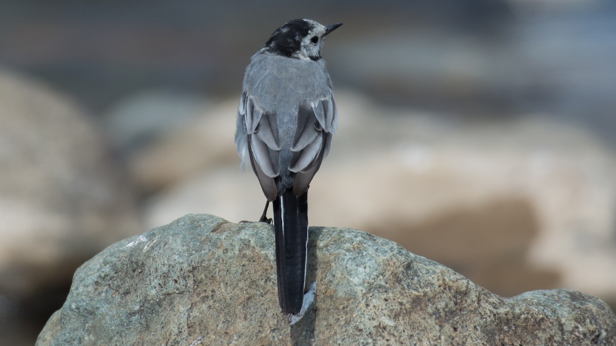 White Wagtail - ML175820961