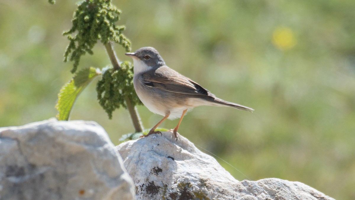 Greater Whitethroat - ML175821921